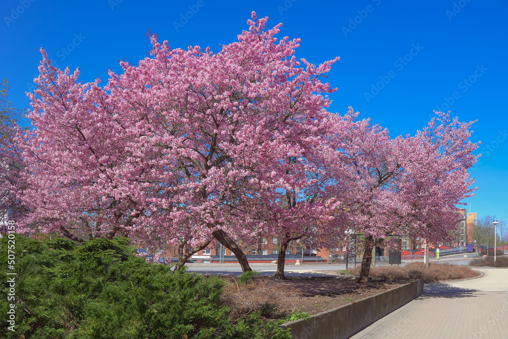 Cherry trees and sakura flowers in the center of Finnish Kerava town.