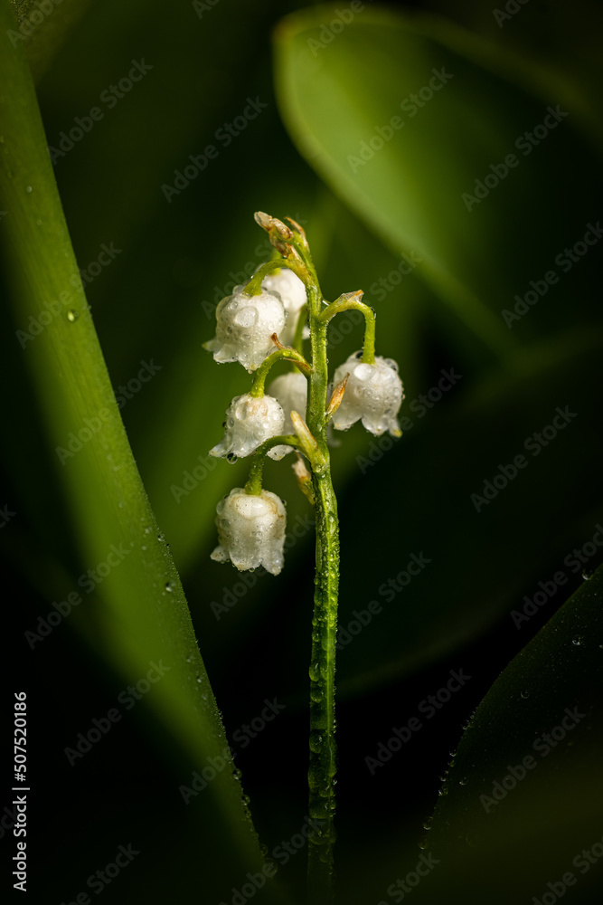 Obraz premium Lily of the Valley