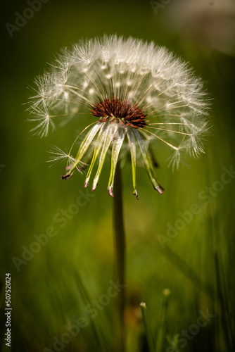 dandelion seed head