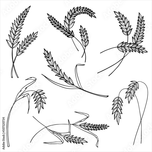 A set of spikelets. Emblem. Vector