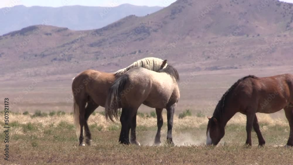 Wild Horses in the Utah Desert Wild Horses in the Utah Desert