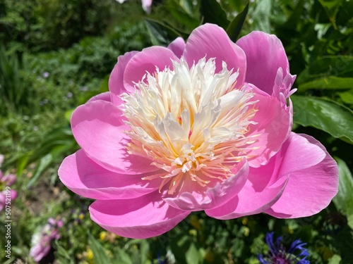 Herbaceous peony (Paeonia lactiflora 'Bowl Of Beauty'), Peony 'Bowl of Beauty', Chinese Peony 'Bowl of Beauty', Chinesische Gartenpfingstrose (The Botanical Garden of the University of Zurich) photo