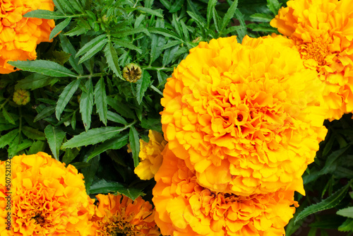 Top view of a field of yellow marigold flowers during their flowering, background. Yellow French marigold flowers, top view, texture. Yellow marigold flowers planted in the garden, background. © aneriksson