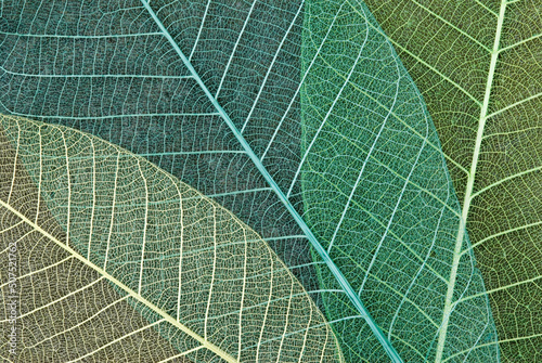Ovelapping Skeleton Leaves from a Thai Rubber Tree - Hevea brasiliensiso photo