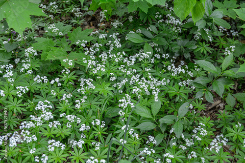 Woodruff - galium odoratum, blooming herbs .