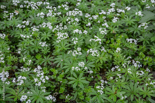 Woodruff - galium odoratum, blooming herbs . photo