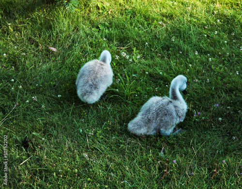 Two little swan chicks hiss herbs on a warm evening photo