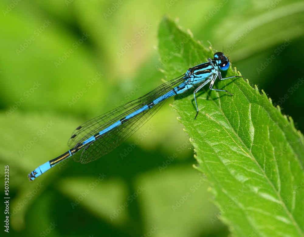 A male azure damselfly (Coenagrion puella) sitting on a green leaf. Like dragonflies, damselflies are of the order Odonata. Damselflies are of the sub-order Zygoptera. Damselfly seen in Kent, UK. A male azure damselfly (Coenagrion puella) sitting on a green leaf. Like dragonflies, damselflies are of the order Odonata. Damselflies are of the sub-order Zygoptera. Damselfly seen in Kent, UK.