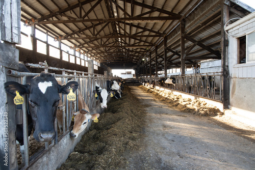 Dairy cows on the farm in a barn feeding on hay and ready for milking