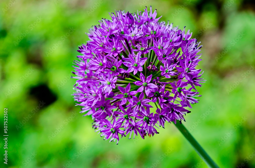 Close-up on Purple Allium flowerhead decorative onion, Sofia, Bulgaria Close-up on Purple Allium flowerhead decorative onion, Sofia, Bulgaria