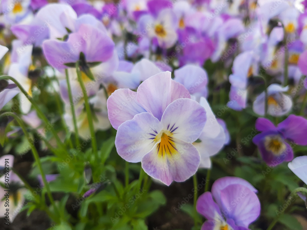 pansies pansies