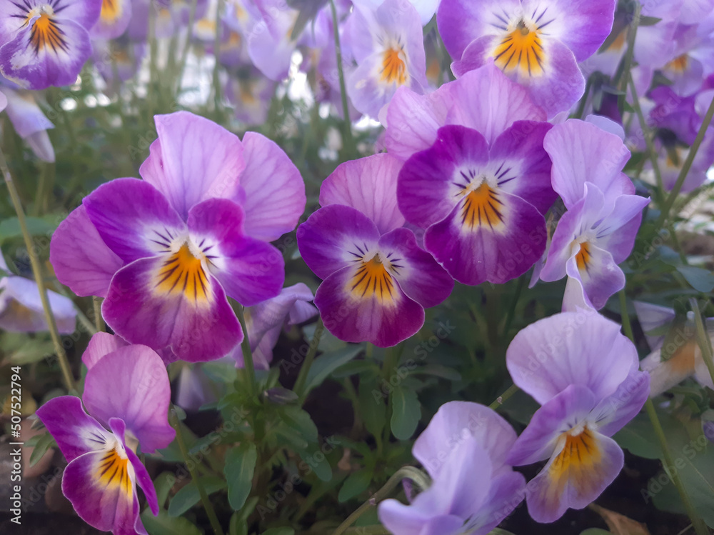 pansies