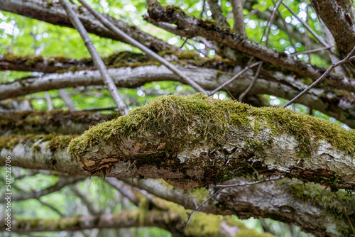 Trees in the forest of the Puy de Dome department, next to the extinct Puy de Dome volcano. Branch covered with moss, close-up. Auvergne Volcanoes Regional Natural Park, France.