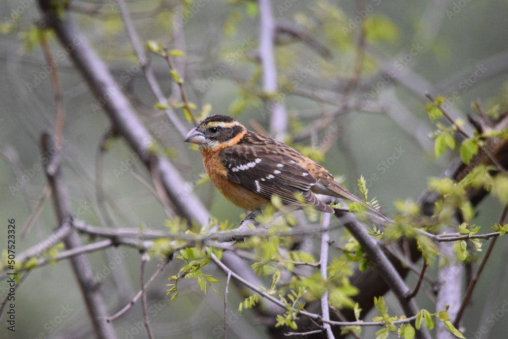Female Black-headed Grosbeak on tree branch. Female Black-headed Grosbeak on tree branch.