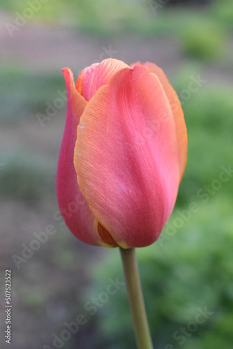 Single pink and yellow tulip in garden. 