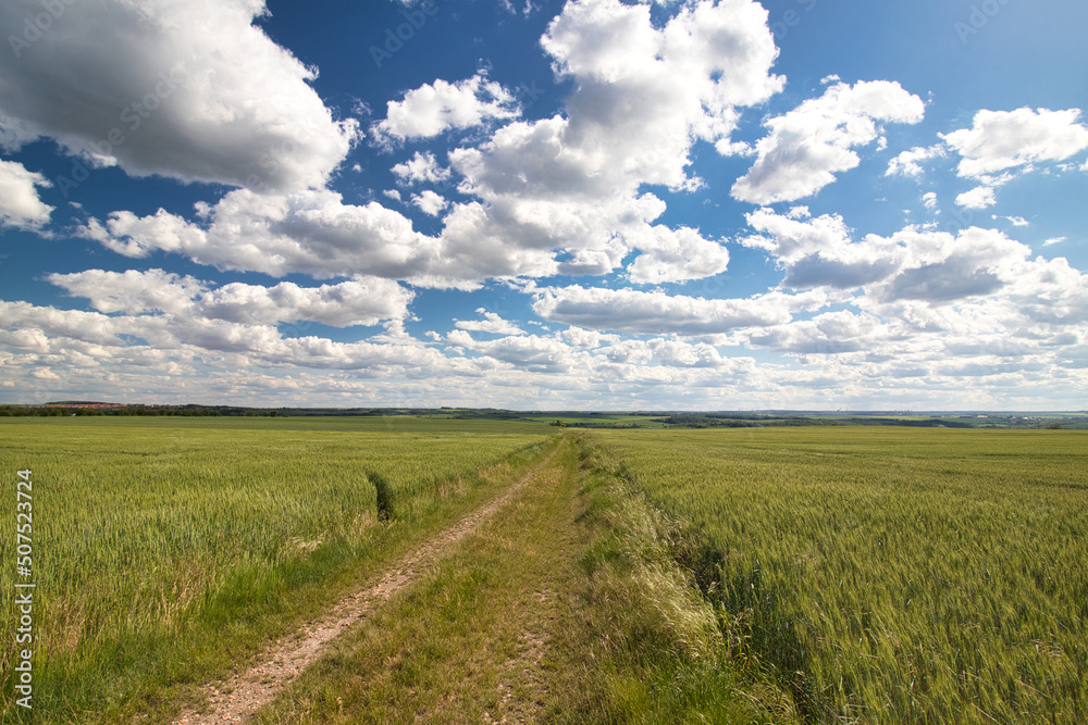 Obraz premium A dusty path between grain fields in spring under white clouds.