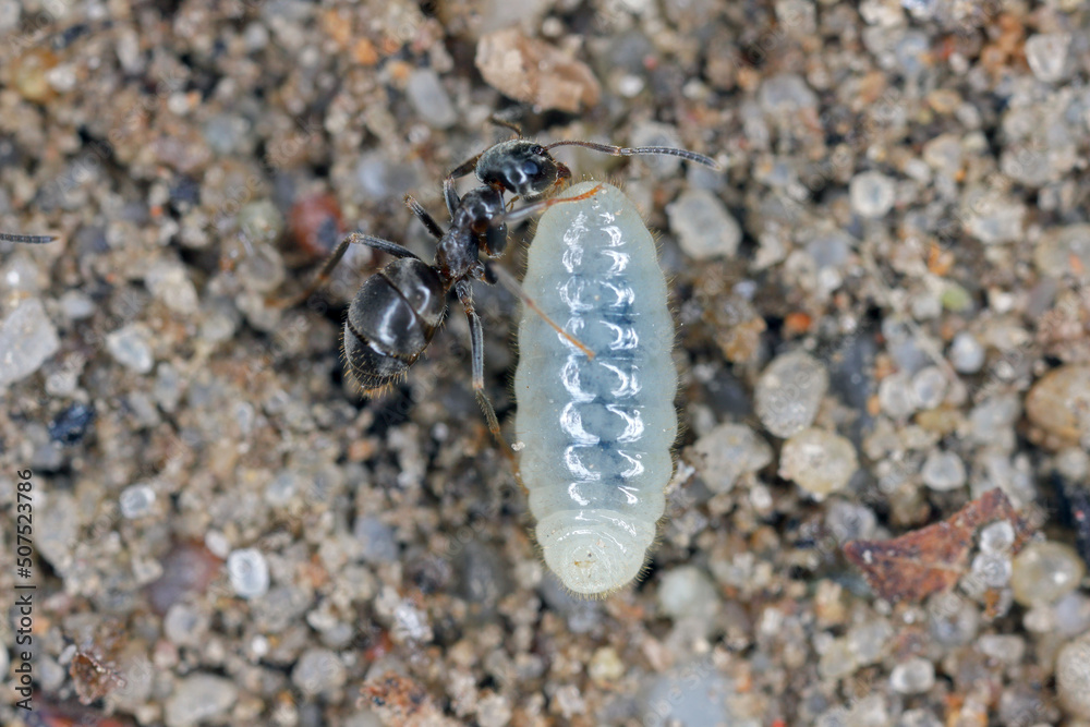 Ants rescuing larvae after uncovering an anthill in the garden. Ants rescuing larvae after uncovering an anthill in the garden.
