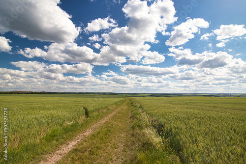 A dusty path between grain fields in spring under white clouds.