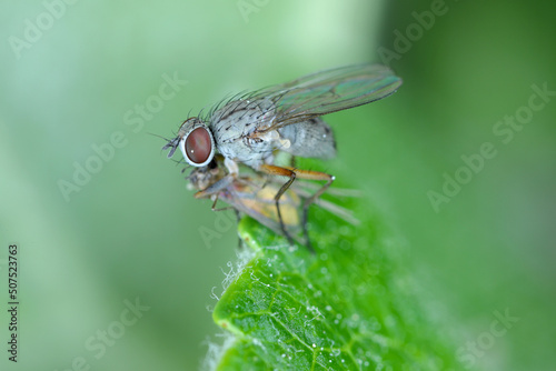 a predatory fly with a hunted prey on a green leaf. high magnification