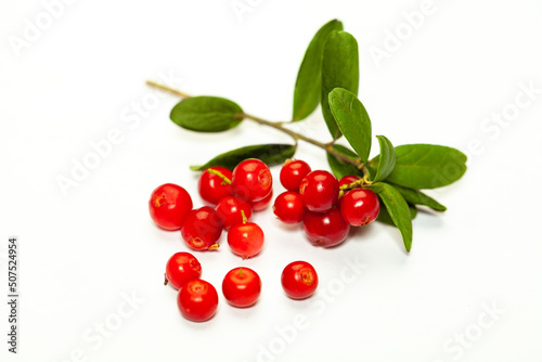 Organic lingonberry (foxberry, cowberry) isolated on white background
