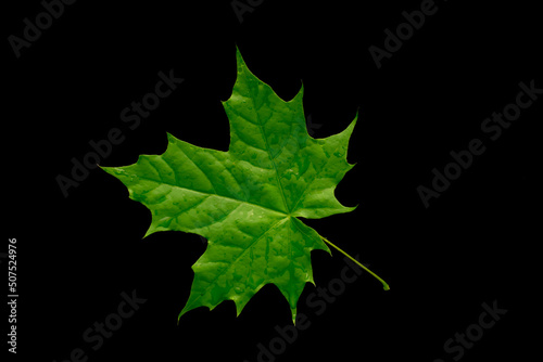 green maple leaf on black background