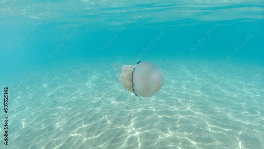 white jellyfish swimming and dancing in crystal clear water and pure white sand, jellyfish underwater in the Mediterranean sea, barrel jellyfish, mediterranean jellyfish and blue sea calm sun light. white jellyfish swimming and dancing in crystal clear water and pure white sand, jellyfish underwater in the Mediterranean sea, barrel jellyfish, mediterranean jellyfish and blue sea calm sun light.