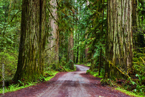 Ancient Redwoods forest with windy gravel road photo