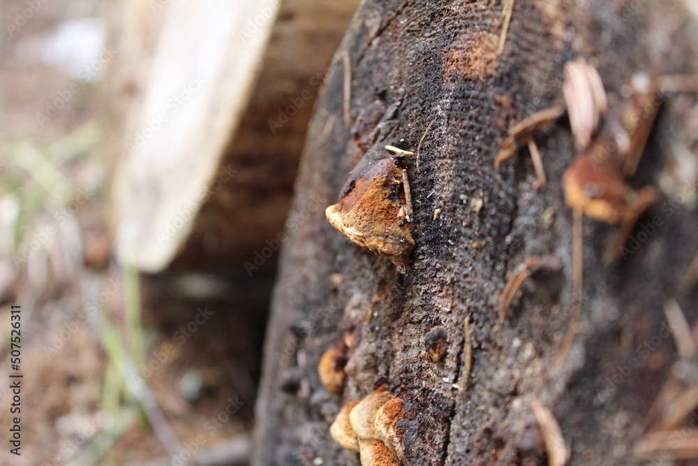 mushrooms that grow on tree trunks in the forest mushrooms that grow on tree trunks in the forest