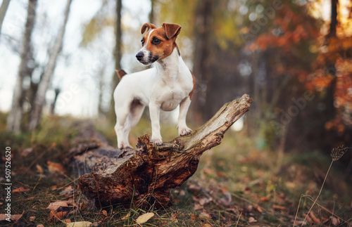 Fototapeta Small Jack Russell terrier dog in forest, standing on fallen tree, looking to si