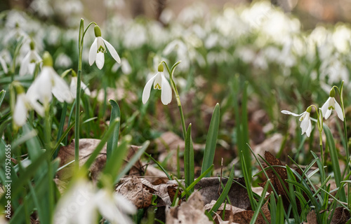 Sun shines on many white common snowdrop - Galanthus nivalis - flowers growing in forest, closeup detail