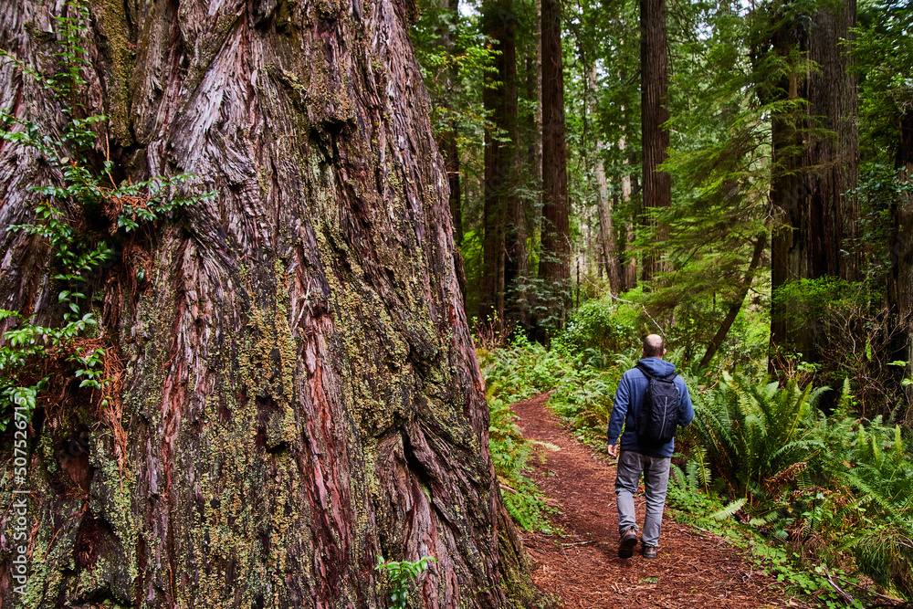 Hiker on path with giant Redwood tree for perspective