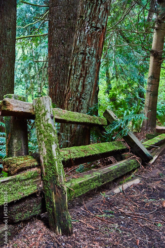 Forest blocked by old collapsed mossy fence