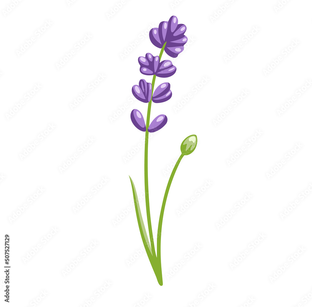 Lupine violet flower. Botanical vector illustration, isolated on white background. Hand drawn flat decorative element. Lupine violet flower. Botanical vector illustration, isolated on white background. Hand drawn flat decorative element.