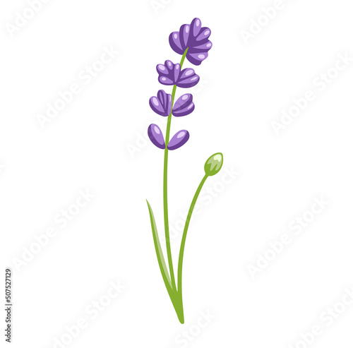 Lupine violet flower. Botanical vector illustration, isolated on white background. Hand drawn flat decorative element.