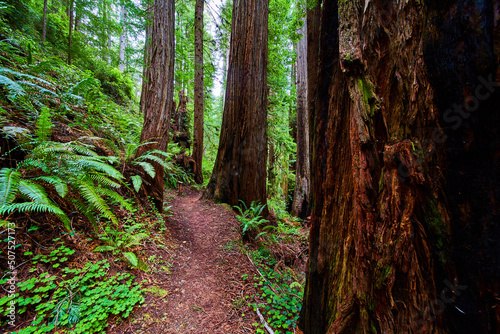 Ancient California forest surrounded by Redwoods on trail