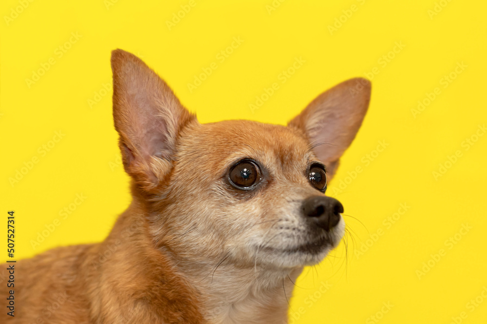 A terrier. Thoroughbred dog on a yellow background close-up. Pets