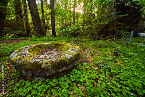 Ancient stone firepit in field of lush clovers and forest photo