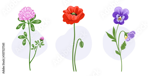 Poppy, clover, pansy blooming flowers. Wild plants. Botanical decorative spring elements. Hand drawn flat illustrations, isolated on white background.