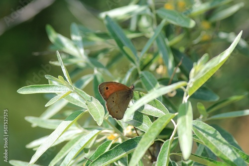 Butterfly Maniola jurtina on the leaves of Elaeagnus commutata photo