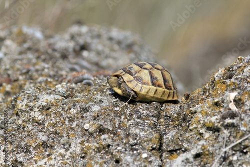 Little turtle Testudo graeca on the rocks