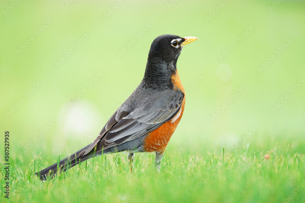close up on American robin on the lawn close up on American robin on the lawn