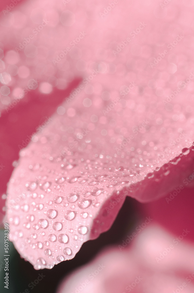 Water drops on rose petals. Pink flower abstract floral background, selective focus. Macro photo of a drop on a petal Water drops on rose petals. Pink flower abstract floral background, selective focus. Macro photo of a drop on a petal