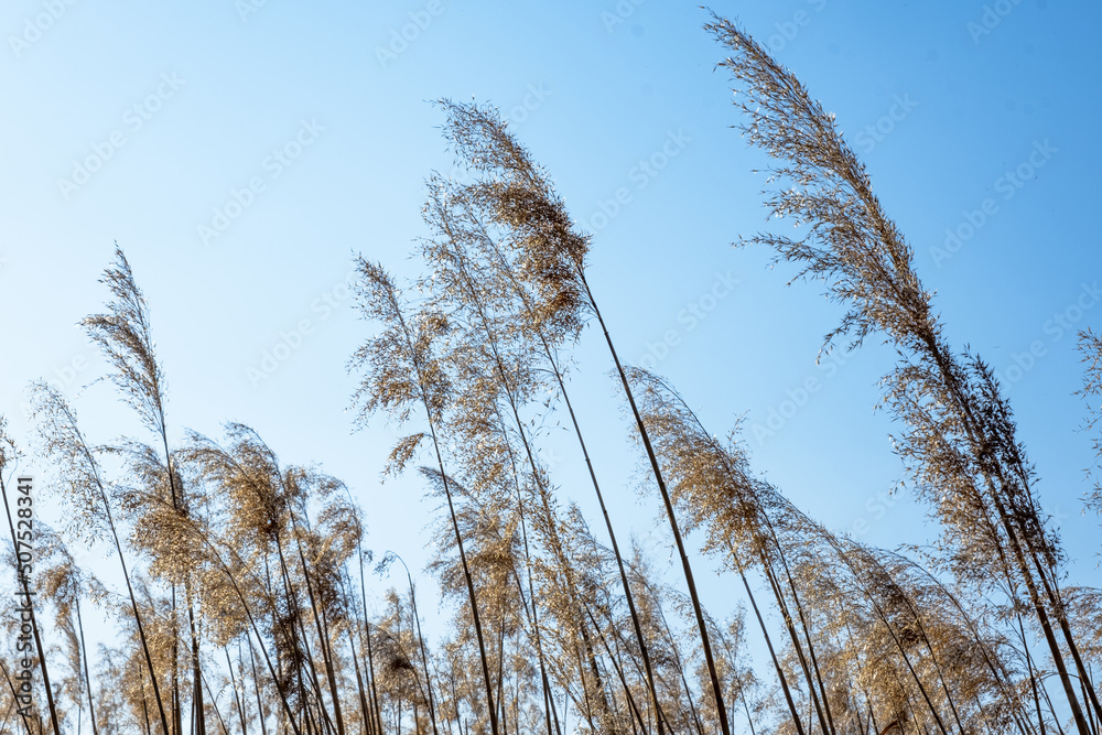 Obraz premium dried rush in the wind with blue sky