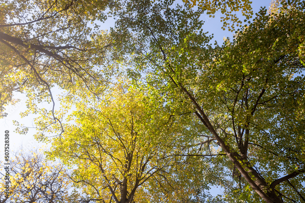 Autumn landscape, trees with bright leaves against the sky. Autumn landscape, trees with bright leaves against the sky.