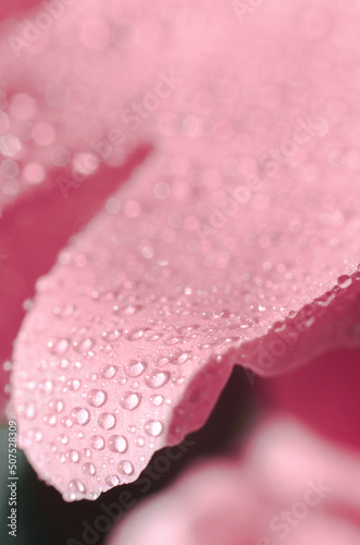 Water drops on rose petals. Pink flower abstract floral background, selective focus. Macro photo of a drop on a petal