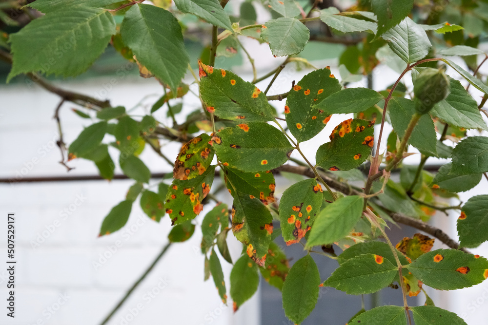 Foto de Climbing rose leaves affected by fungus or disease, orange dots