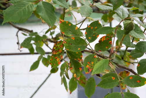 
Climbing rose leaves affected by fungus or disease, orange dots on green leaves. Perennial rose in the garden covered with a virus. Concept: garden care, treatment of flower diseases photo