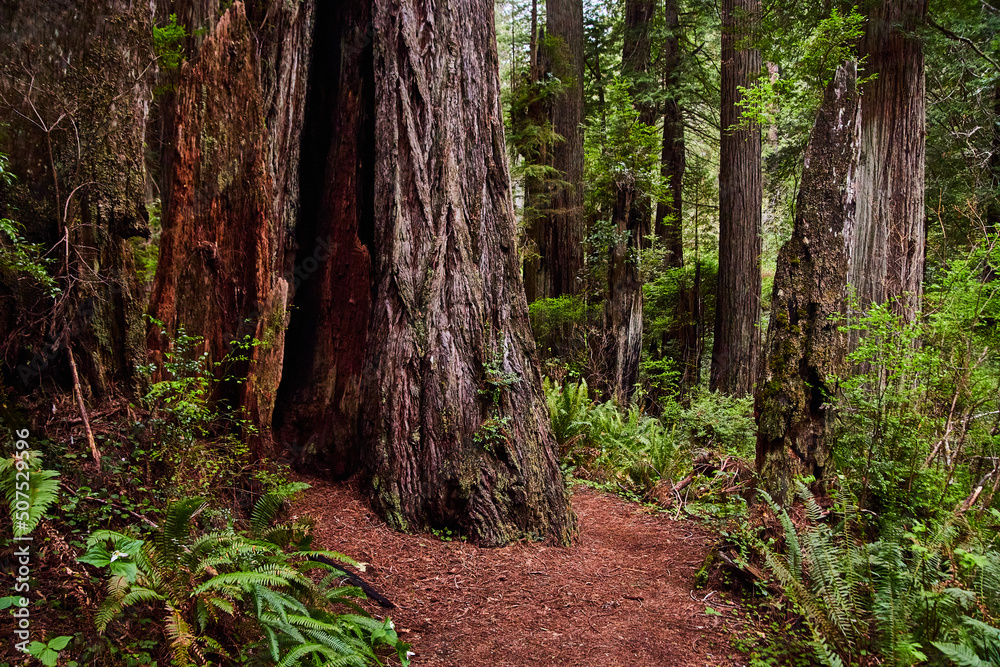 Obraz premium Hiking path weaving through ancient Redwood trees in California