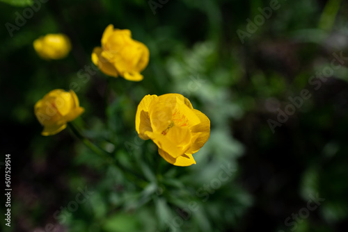 yellow flower in the garden