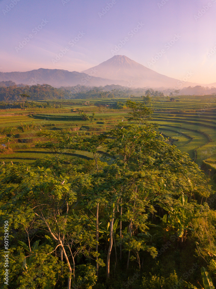 Fototapeta premium A flock of birds perched on a tree in the middle of a rice field with a mountain background. It located in Kajoran, Central Java, Indonesia. The mountain named Mount Sumbing